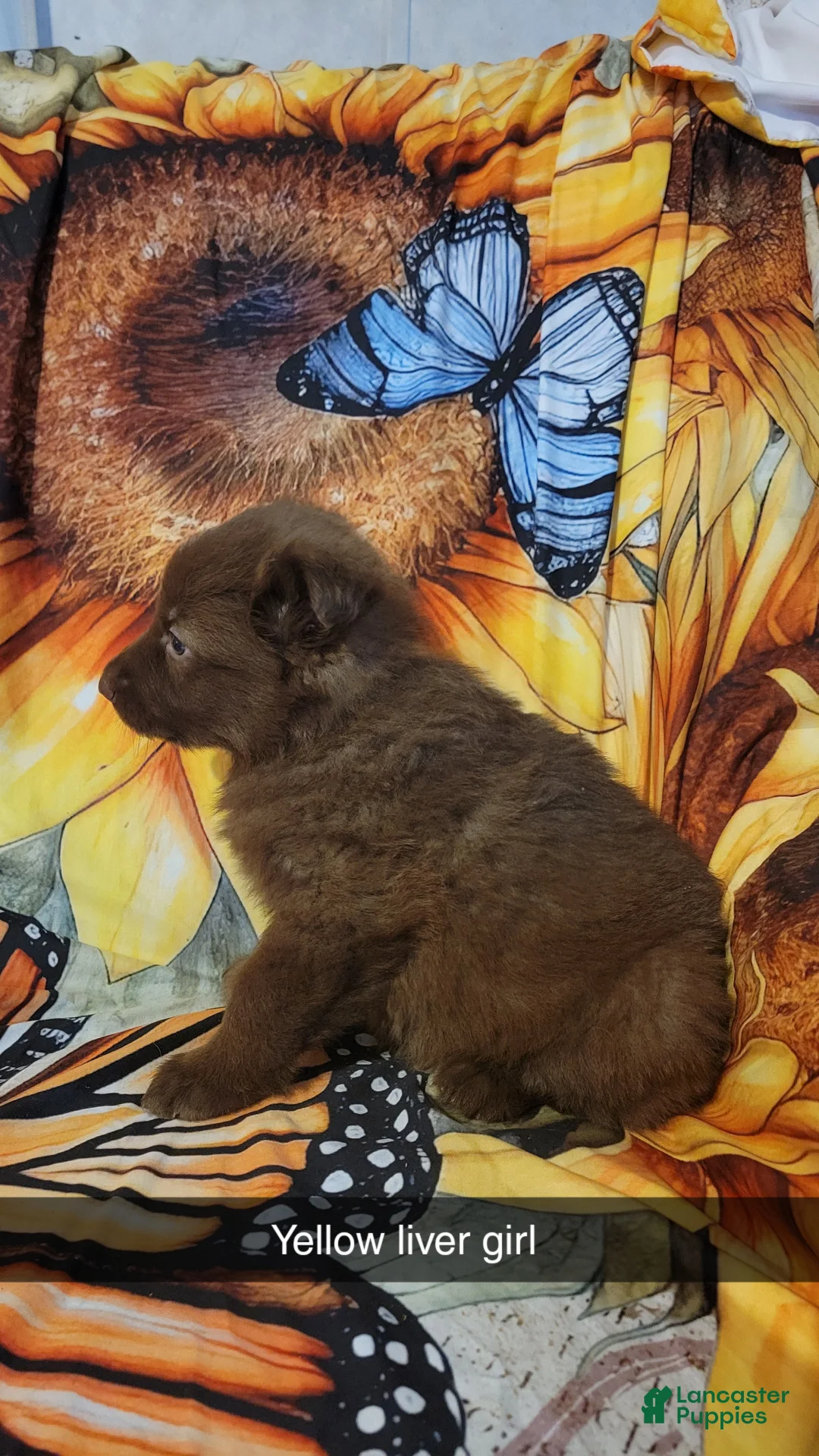 German Shepherd dogs for sale: Yellow Liver girl - Ad 2
