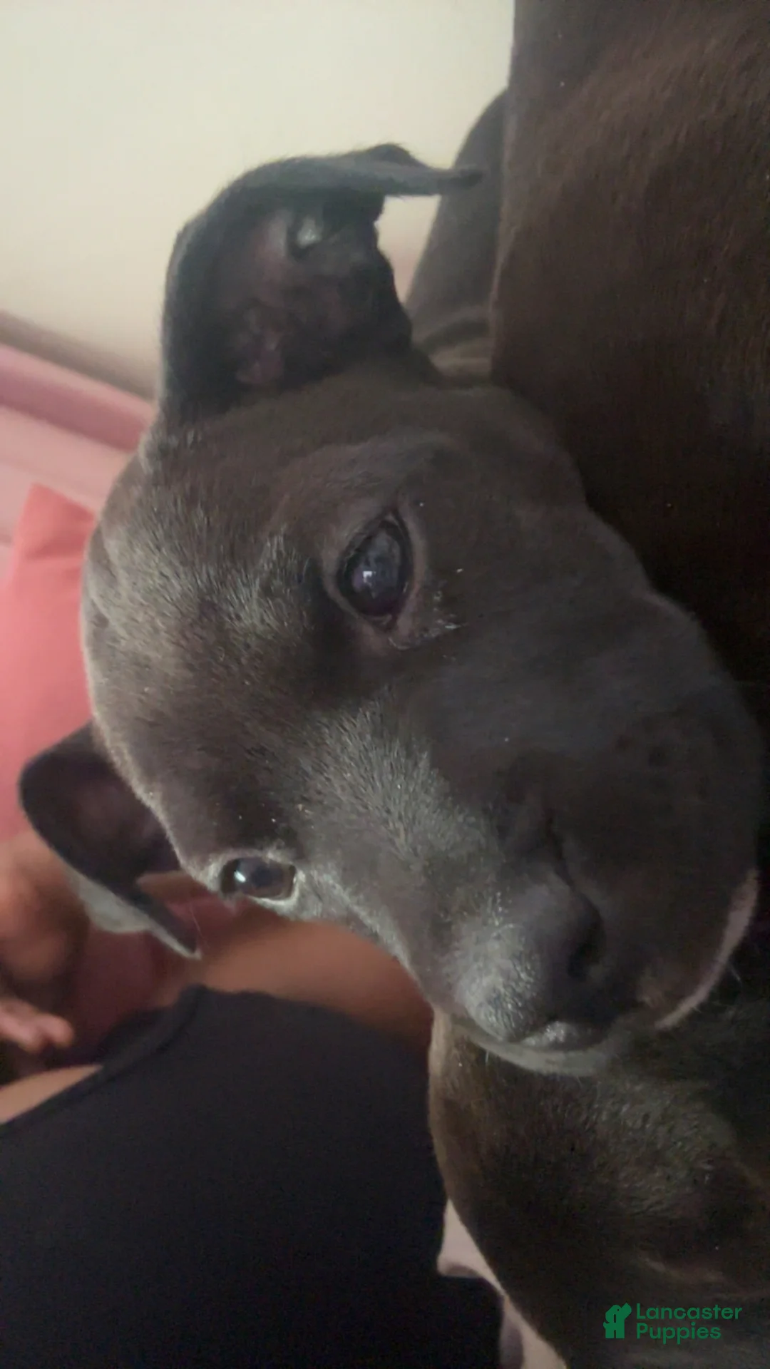 American Pit Bull Terrier dogs for sale: American Pit Bull Terrier Puppy 2 - Ad 1