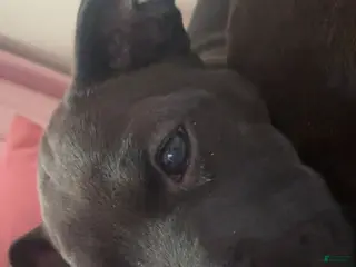 American Pit Bull Terrier dogs American Pit Bull Terrier Puppy 2 - Ad 1