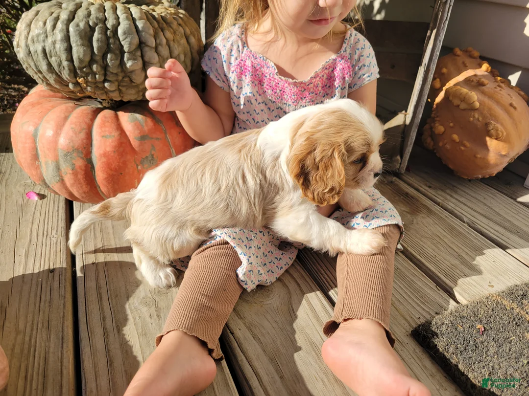 Cavalier King Charles Spaniel dogs for sale: Jay - Ad 2