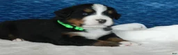 Bernese Mountain Dog dogs for sale: Benny - Ad 5