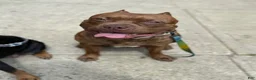 Mixed Breed dogs for sale: Blu - Ad 4