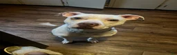 Mixed Breed dogs for sale: Mixed Breed 9 - Ad 4