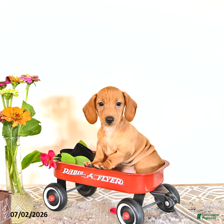 Miniature Dachshund dogs Silas - Ad 2