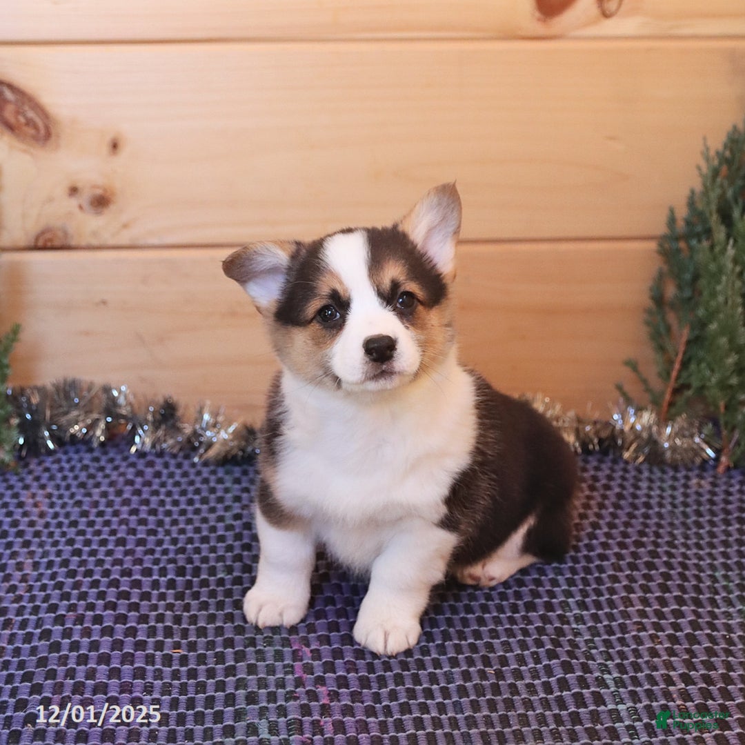 Welsh Corgi Pembroke dogs for sale: Handsome - Ad 1