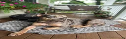 American Bully dogs for sale: Bambi - Ad 6