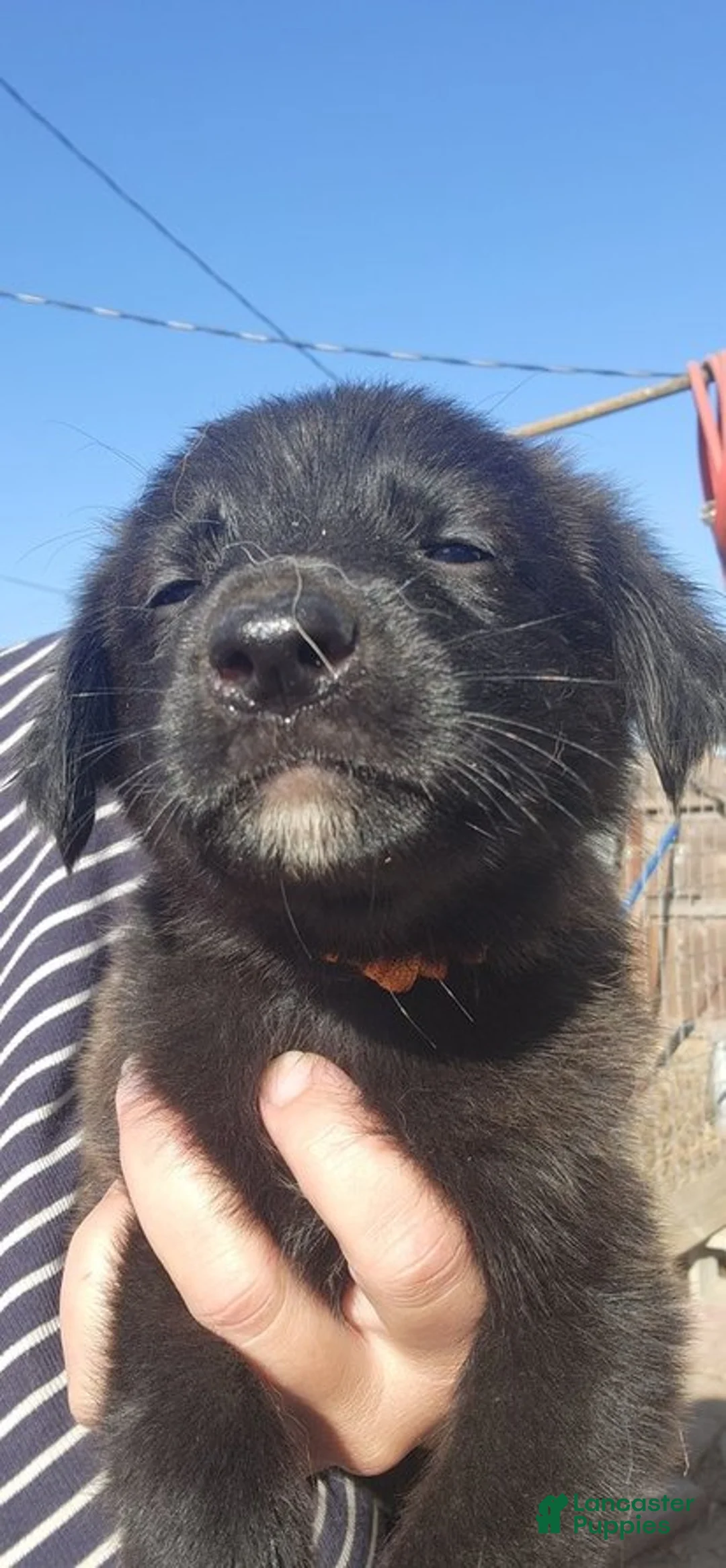 Golden Shepherd dogs for sale: Leo - Ad 2