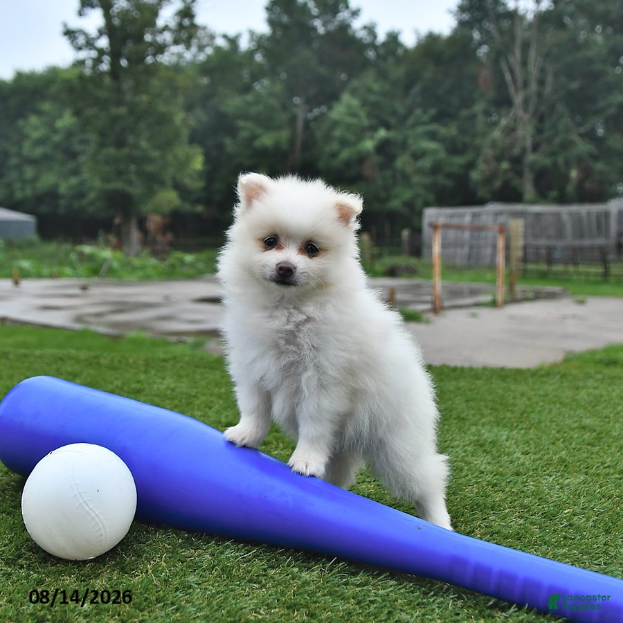 Pomeranian dogs Lincoln - Ad 2