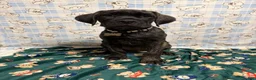 Cane Corso dogs for sale: Hacker  - Ad 3