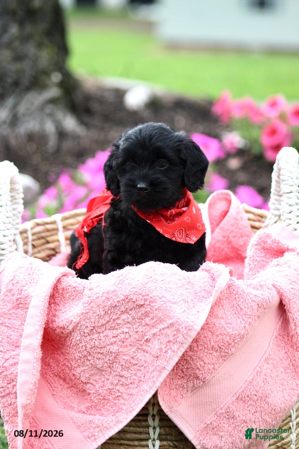 Doxiepoo dogs Alex - Ad 1
