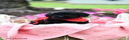 Doxiepoo dogs for sale: Alex - Ad 1
