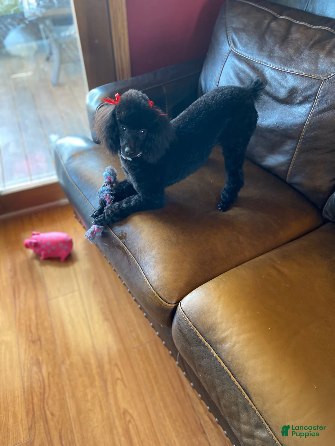 Schnoodle dogs for sale: Schnoodle 2 - Ad 2