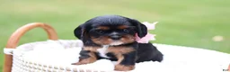 Cavalier King Charles Spaniel dogs for sale: Missy - Ad 9