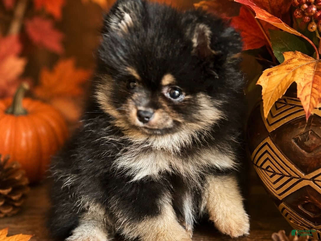 Pomeranian dogs for sale: Pomeranian 2 - Ad 1