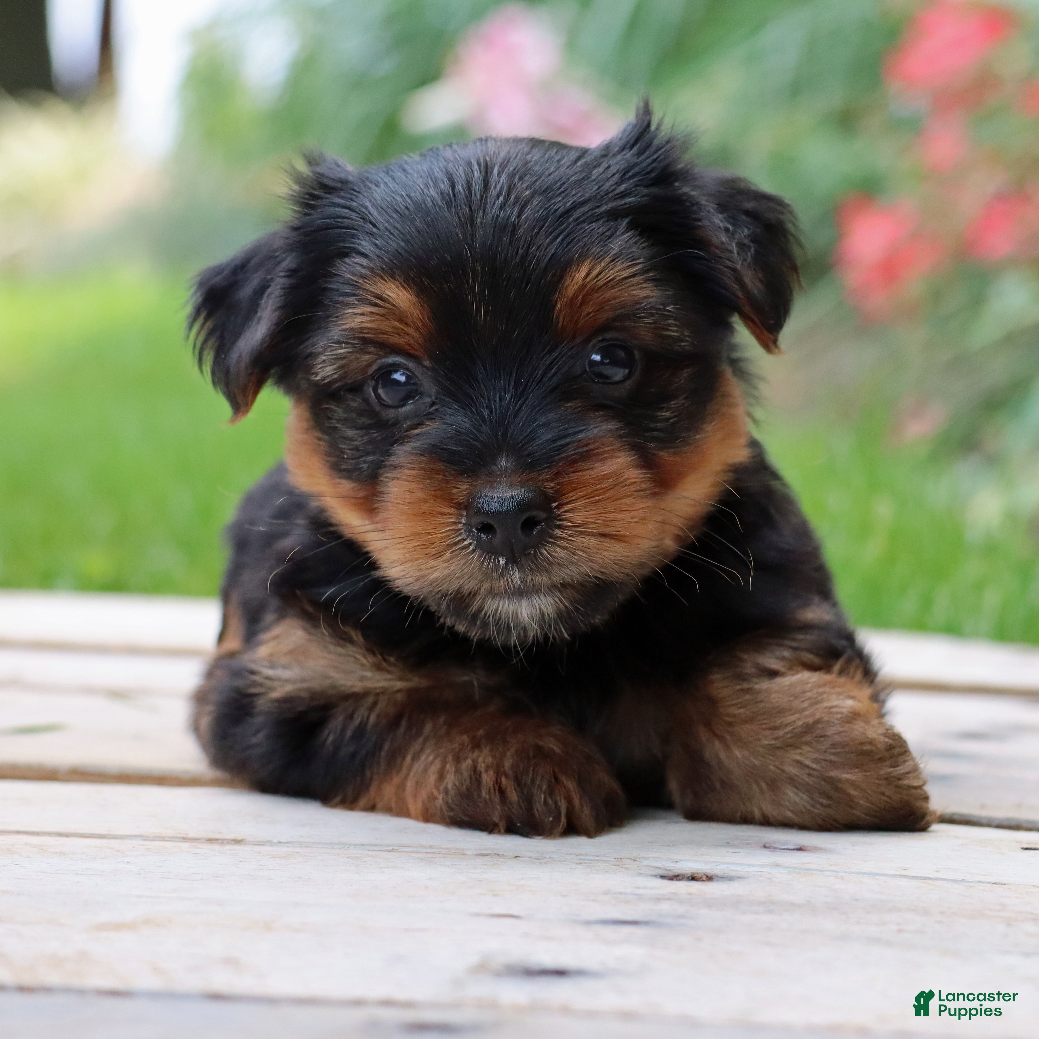 Yorkshire Terrier dogs Latte - Ad 2