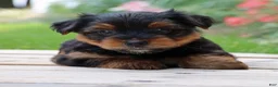 Yorkshire Terrier dogs for sale: Latte - Ad 2