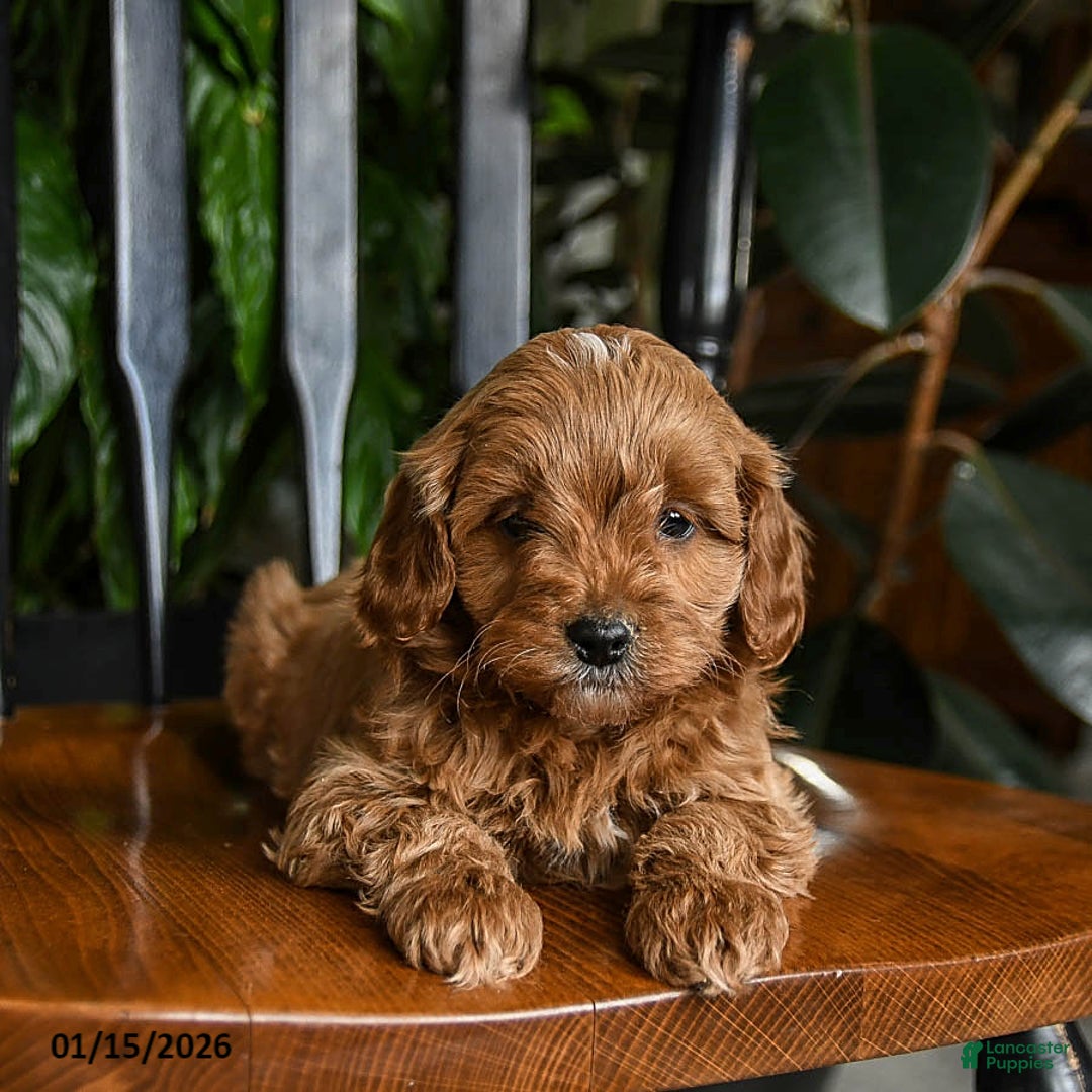 Cavapoo dogs for sale: Buzz - Ad 3