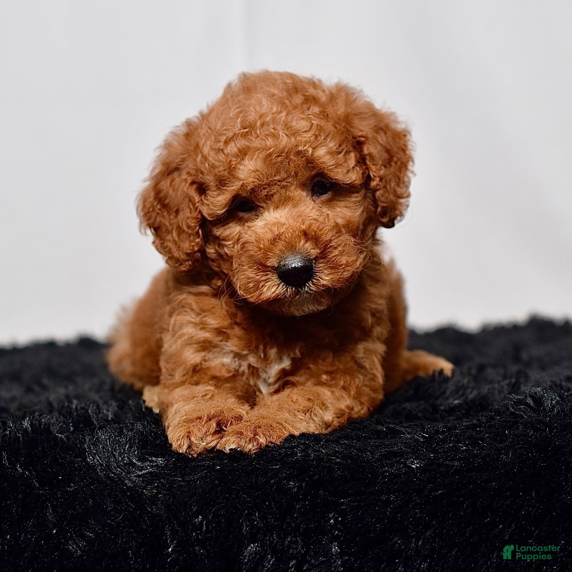 Mini Goldendoodle dogs Mr. Simon - Ad 1
