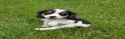 Cavalier King Charles Spaniel dogs for sale: Lily - Ad 5
