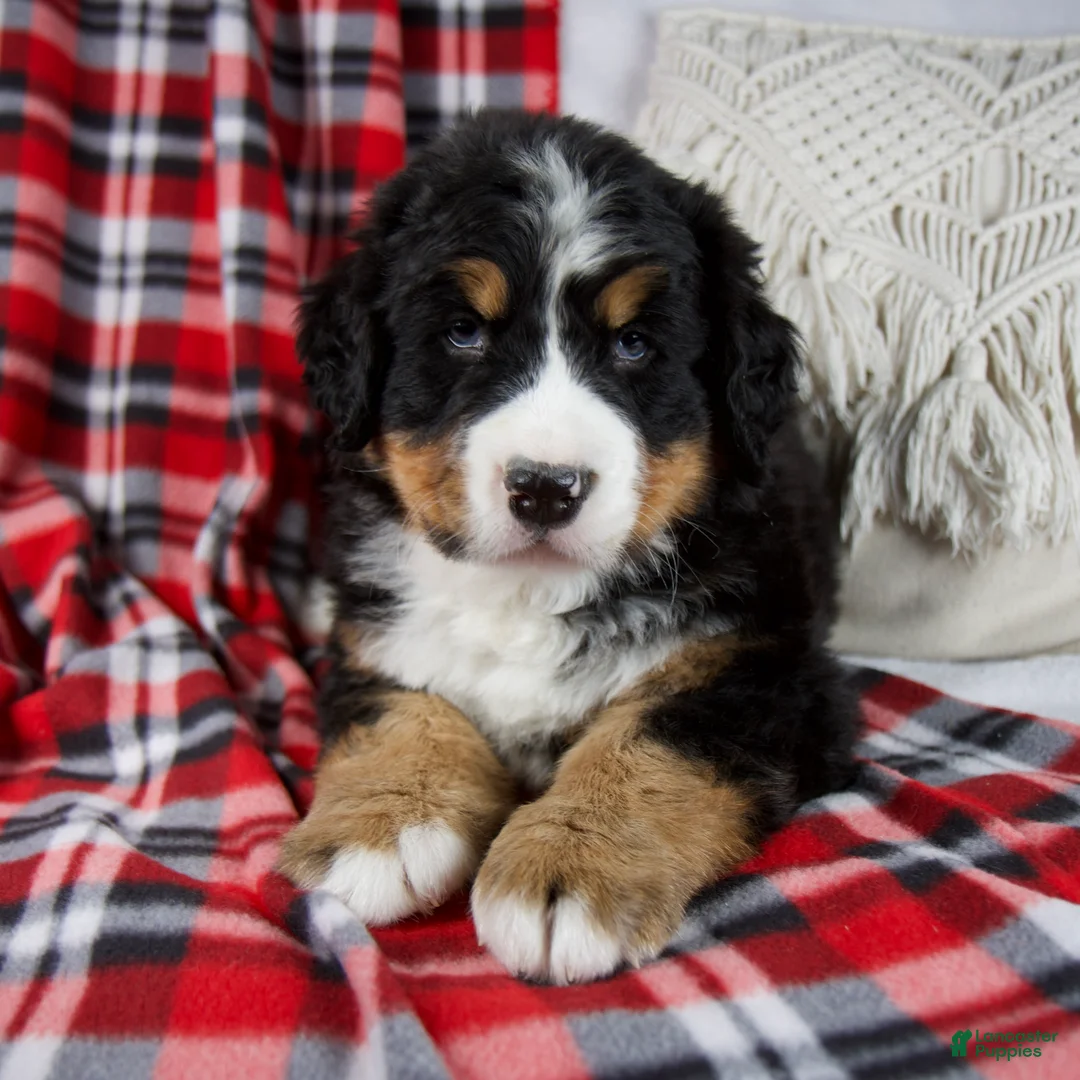 Bernese Mountain Dog dogs for sale: Joey *Genetic Clear - Ad 2