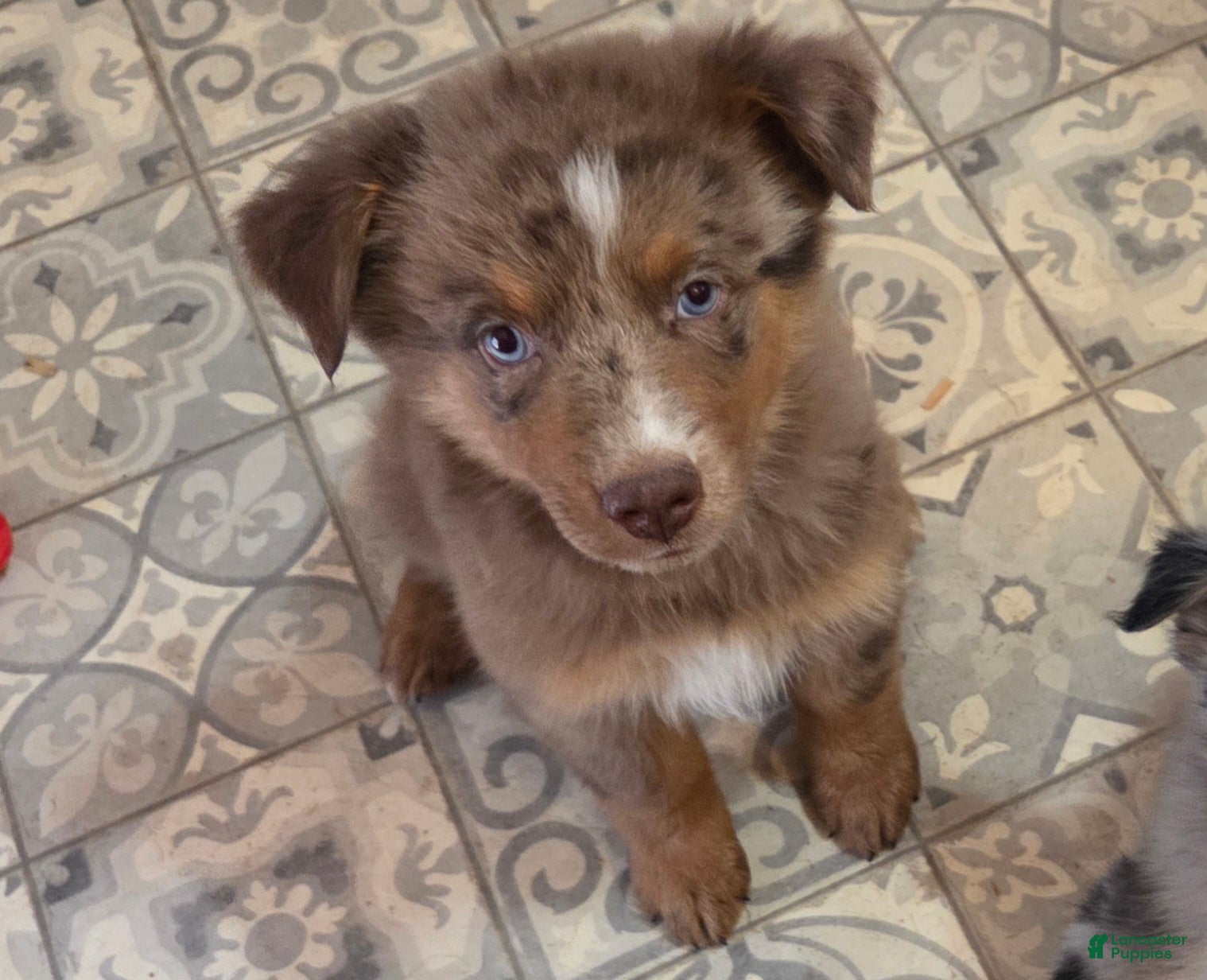 Australian Shepherd dogs River - Ad 27