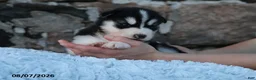 Alaskan Malamute dogs for sale: Timber - Ad 3