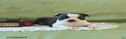 Boston Terrier dogs for sale: Dasher - Ad 28