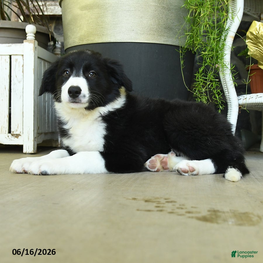 Border Collie dogs Katy - Ad 1