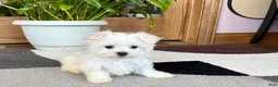 Maltese dogs for sale: Cody - Ad 7