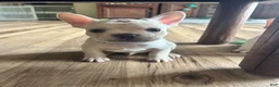 French Bulldog dogs for sale: French Bulldog Puppy 2 - Ad 4