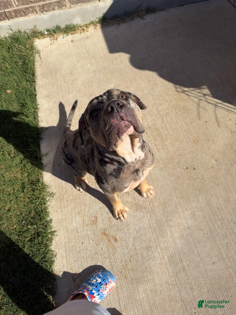 American Bully dogs for sale: Tri Merle Male - Ad 2