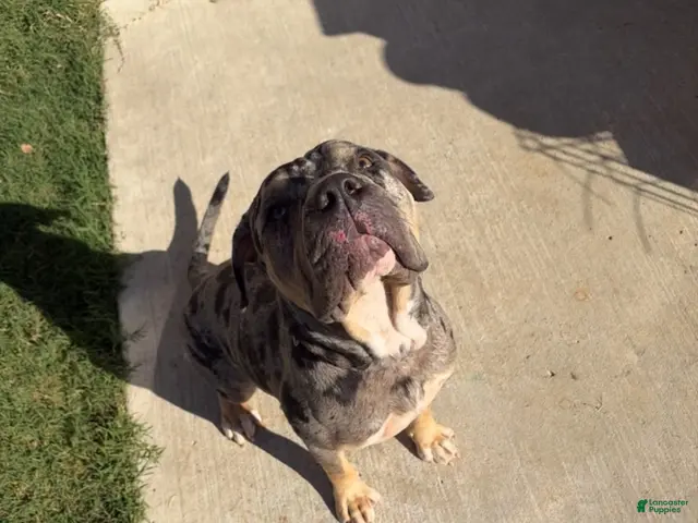 American Bully dogs for sale: Tri Merle Male - Ad 2