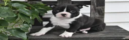 Boston Terrier dogs for sale: Preston - Ad 1
