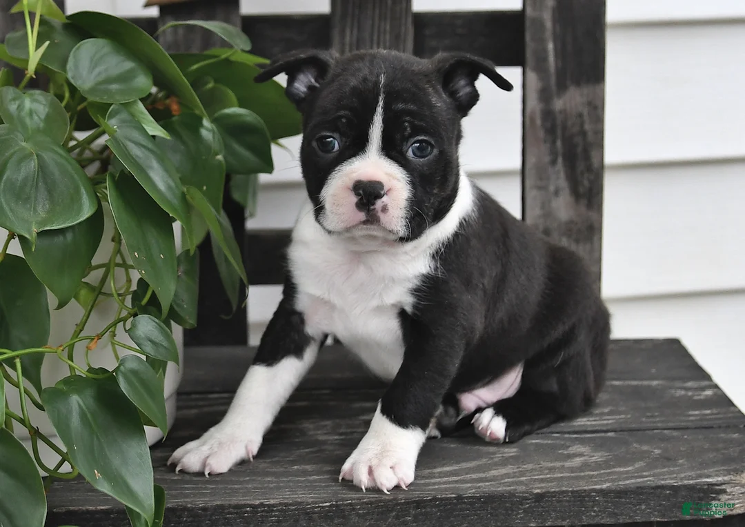 Boston Terrier dogs for sale: Preston - Ad 1