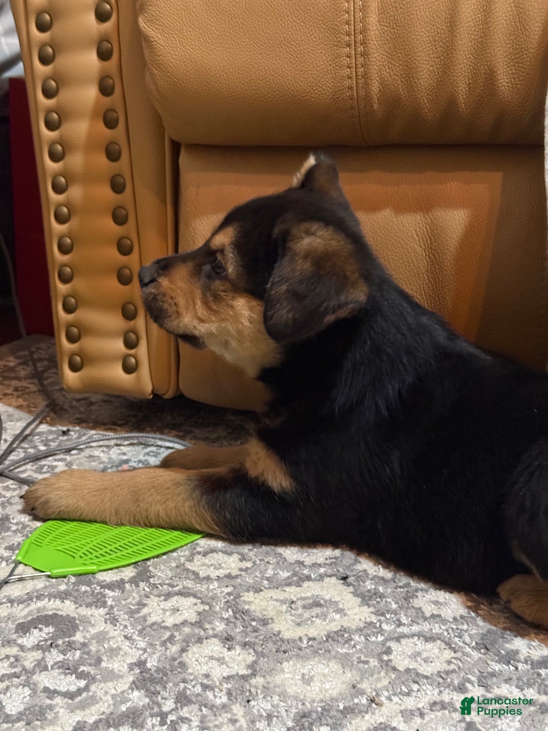 Mixed Breed dogs for sale: Mixed Breed Puppy 2 - Ad 5