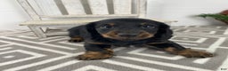 Miniature Dachshund dogs for sale: Daisy - Ad 5