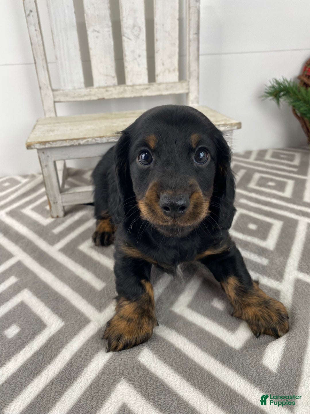 Miniature Dachshund dogs for sale: Daisy - Ad 5