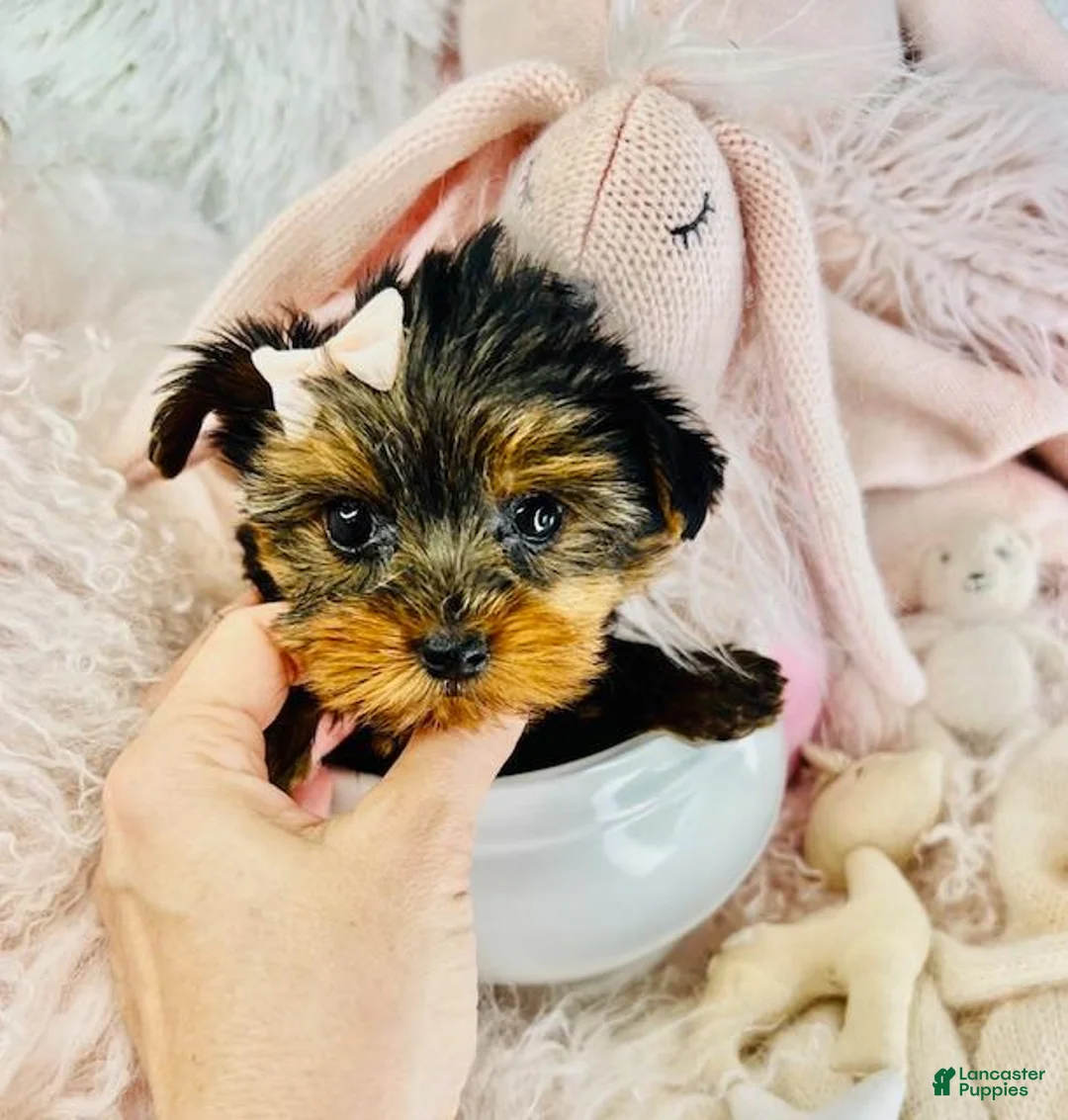 Yorkshire Terrier dogs for sale: Teacup Yorkshire Terrier Puppy 1 - Ad 1