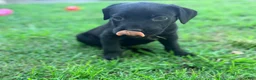 Cane Corso dogs for sale: Crowley AKC yellow/orange collar - Ad 9