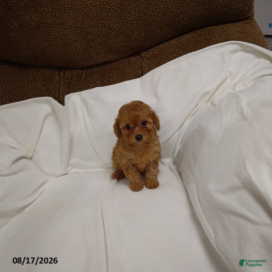 Miniature Poodle dogs Rover - Ad 1