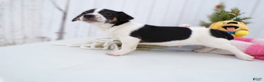 Jack Russell Terrier Puppy 1 Juniper