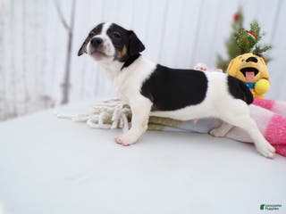 Jack Russell Terrier dogs Jack Russell Terrier Puppy 1 Juniper - Ad 31