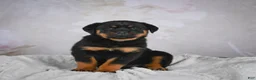Rottweiler dogs for sale: Gracie - Ad 1