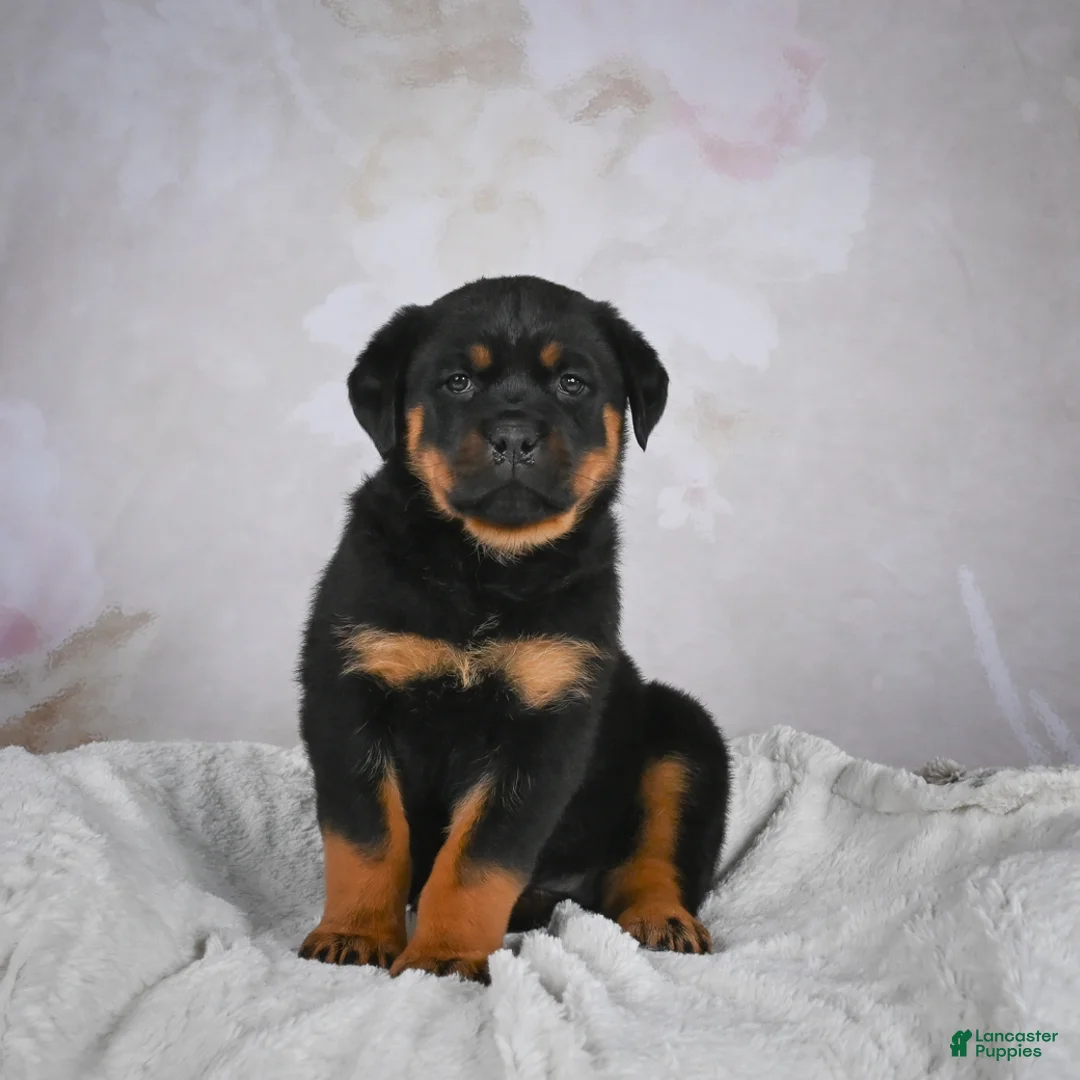 Rottweiler dogs for sale: Gracie - Ad 1