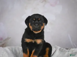 Rottweiler dogs Gracie - Ad 12