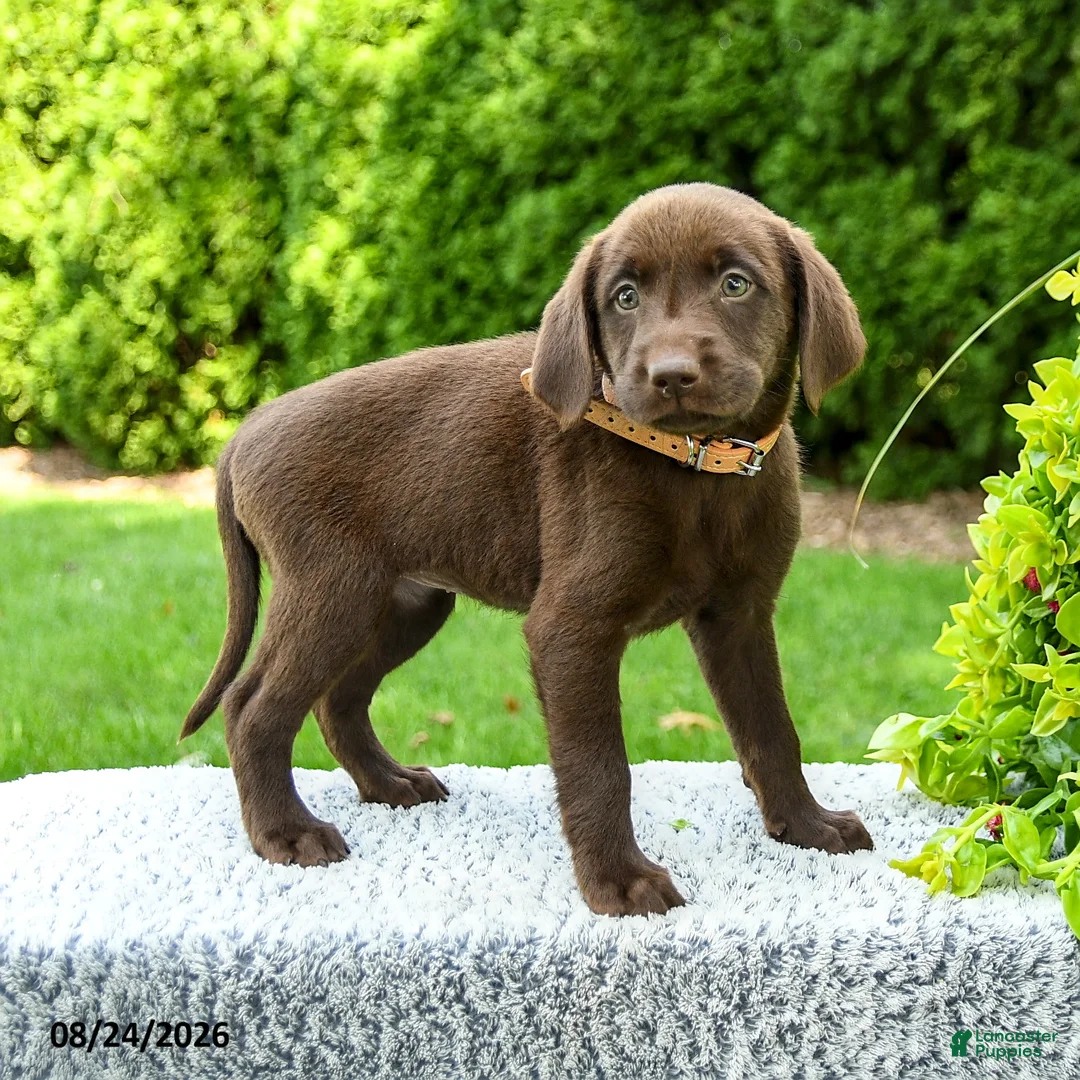 Labrador Retriever dogs for sale: Rose  - Ad 1