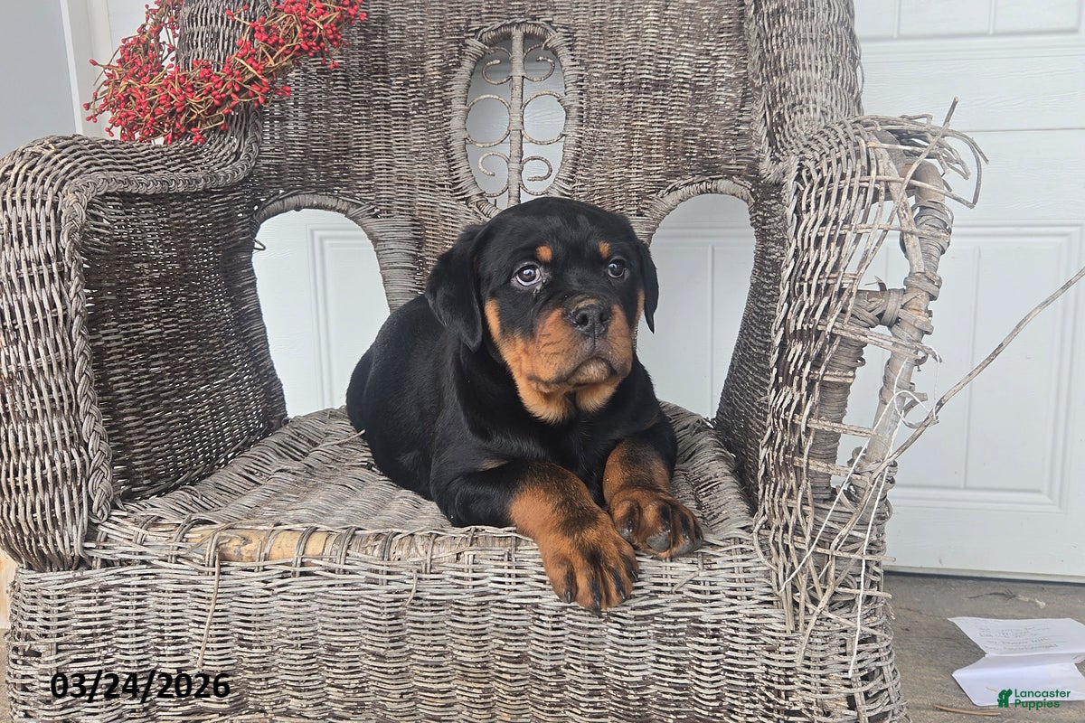 Rottweiler dogs Kevin - Ad 1