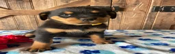 Rottweiler dogs for sale: Queen - Ad 1