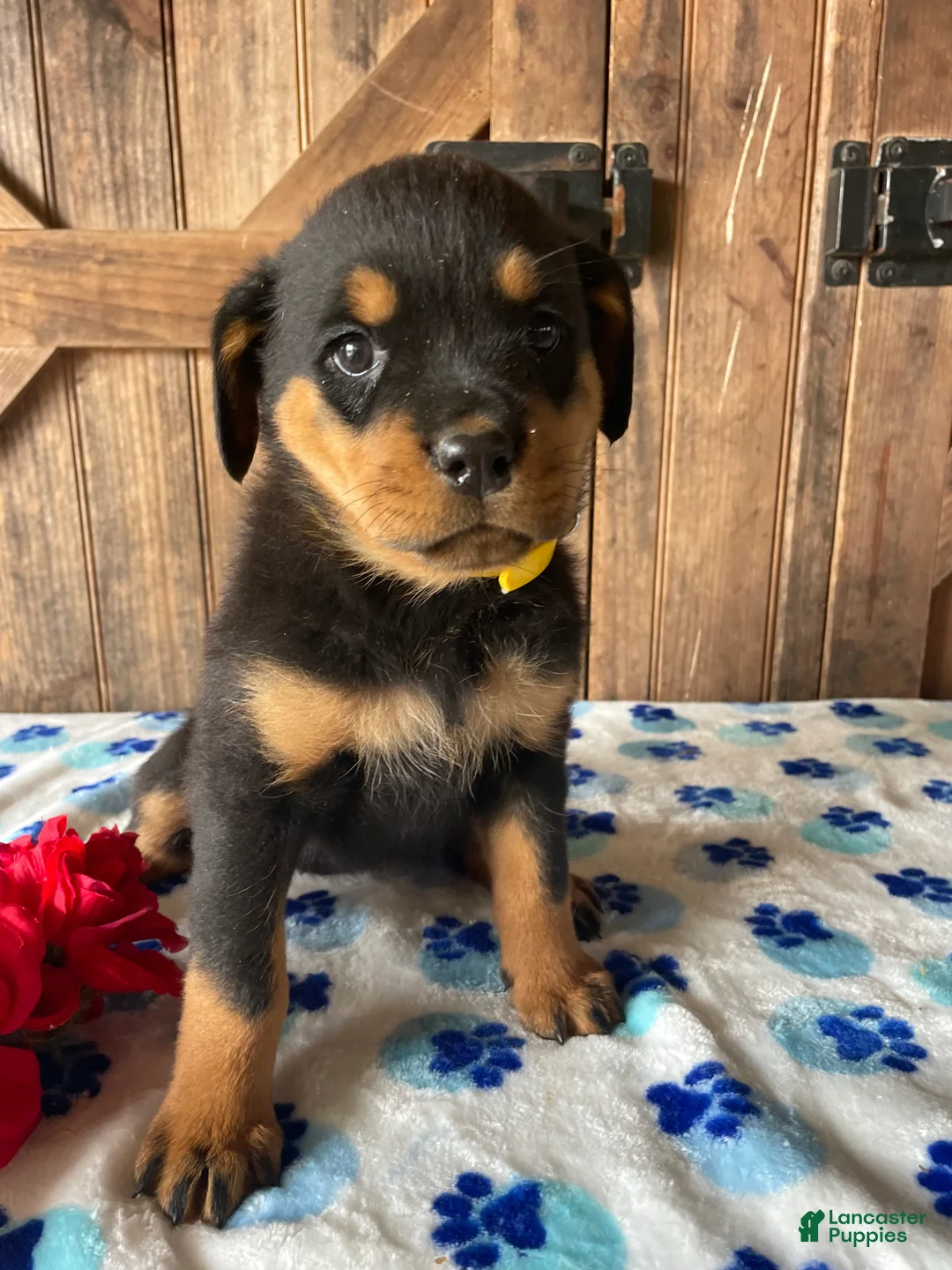 Rottweiler dogs for sale: Queen - Ad 1