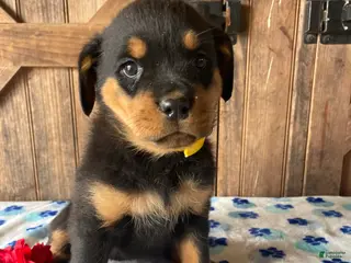 Rottweiler dogs Queen - Ad 10